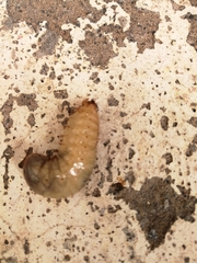 Polyphaga