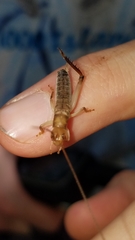 Tafalisca eleuthera