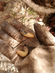 Polyphaga