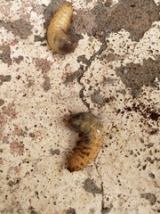 Polyphaga