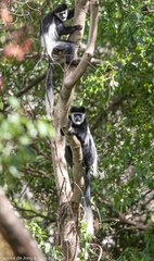 Colobus guereza matschiei