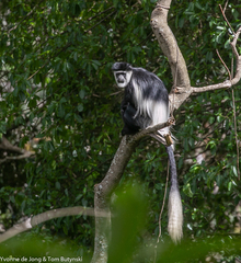 Colobus guereza matschiei