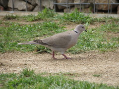 Streptopelia decaocto