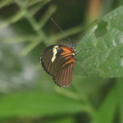Heliconiini