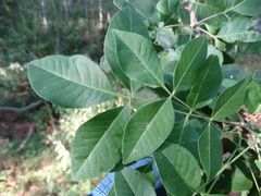 Zanthoxylum arborescens