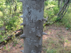 Zanthoxylum arborescens