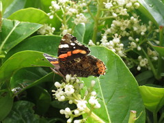 Vanessa atalanta