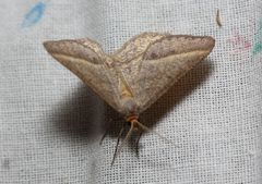 Isturgia arenacearia