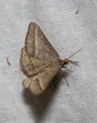 Isturgia arenacearia