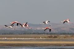 Phoenicopterus roseus