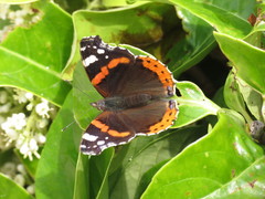 Vanessa atalanta