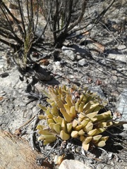 Acrodon bellidiflorus