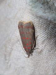 Dichomeris sandycitis