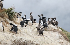 Leucocarbo carunculatus