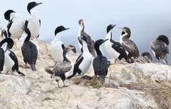 Leucocarbo carunculatus