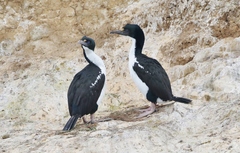 Leucocarbo carunculatus