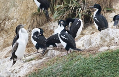 Leucocarbo carunculatus