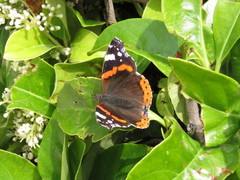 Vanessa atalanta