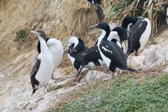 Leucocarbo carunculatus