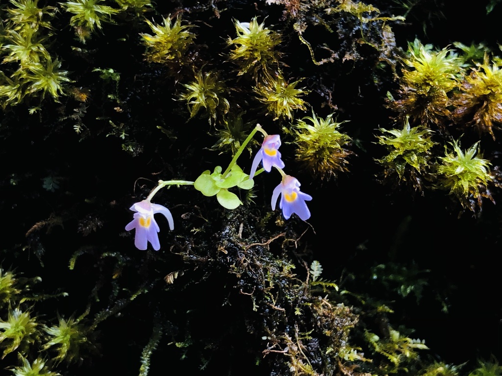 Utricularia furcellata Oliv. 2