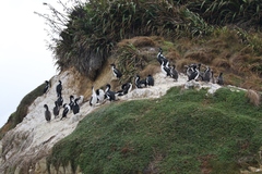 Leucocarbo carunculatus