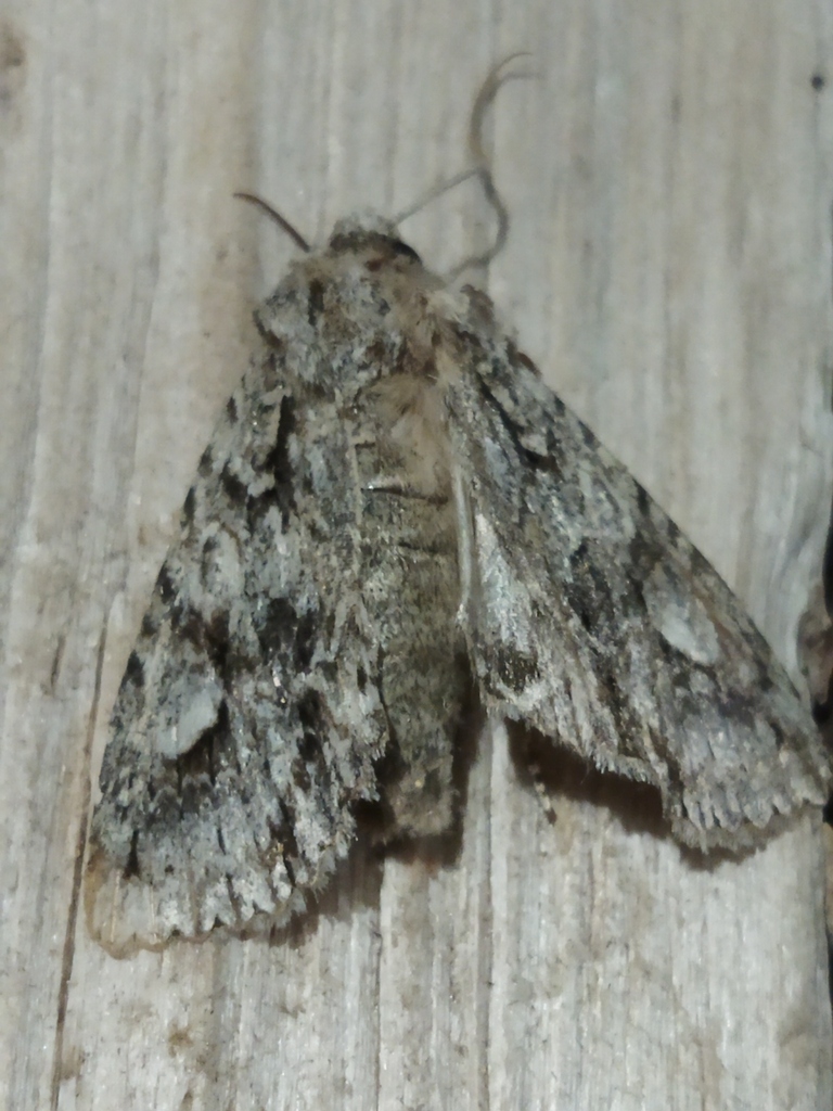 Double-spot Brocade