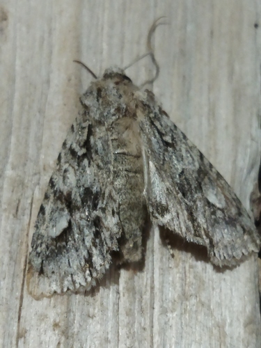 Double-spot Brocade