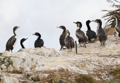 Leucocarbo carunculatus