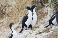 Leucocarbo carunculatus