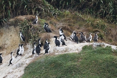 Leucocarbo carunculatus