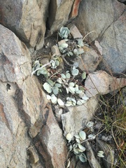 Adromischus leucophyllus