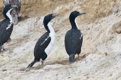 Leucocarbo carunculatus