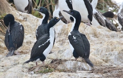 Leucocarbo carunculatus