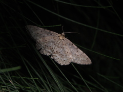 Percnia fumidaria