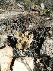 Crassula biplanata