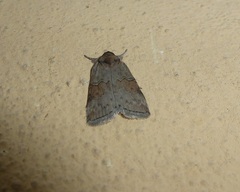 Nycteola asiatica