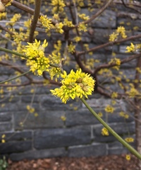 Cornus officinalis