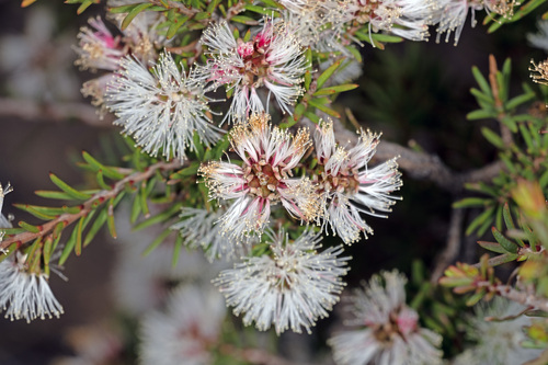 Melaleuca pauperiflora observed 2023-09-12