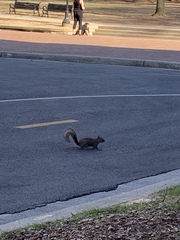 Sciurus carolinensis