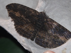 Anisoneura salebrosa