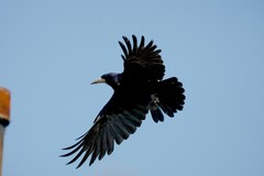 Corvus frugilegus