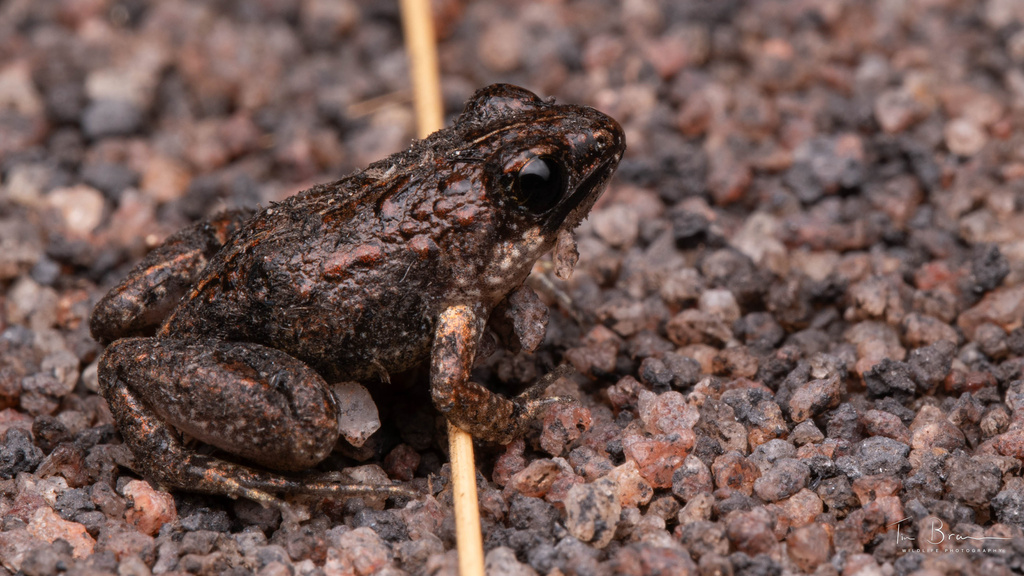 Ukinga River Frog