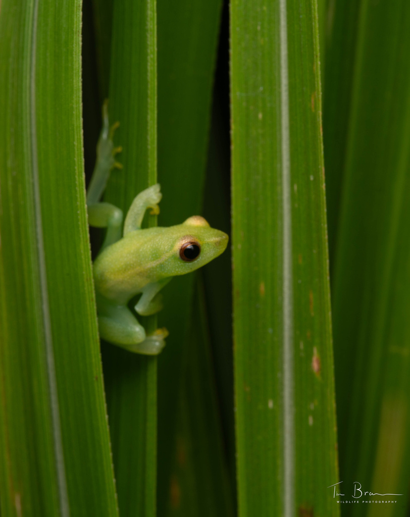 Friedemann's Long Reed Frog (Hyperolius friedemanni)