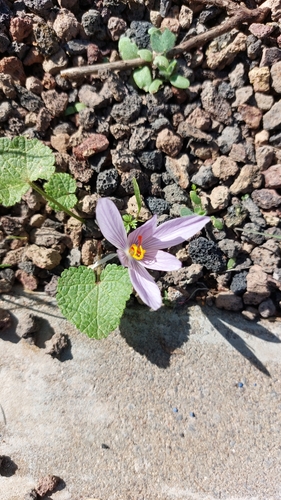 Image of Crocus pallasii by (c) אריאל שמיר, some rights reserved (CC BY)