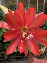 Disocactus ackermannii