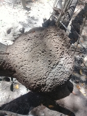 Nasutitermes corniger