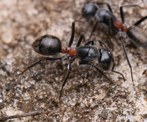 Camponotus pawseyiCamponotus pawseyi