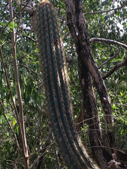 Pilosocereus robinii