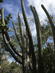 Pilosocereus robinii