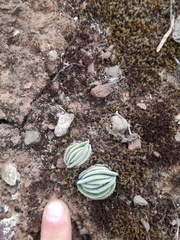 Crassula tomentosa